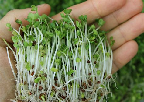 The Green Magic: Exploring the Enchanting Properties of Broccoli Seeds